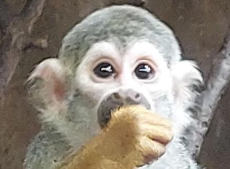 Exkurze Zoo Praha